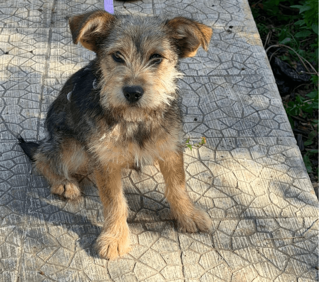 Kiko